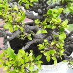 potatura regolare e fertilizzazione accurata