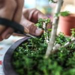 Come Trasformare Un Ulivo in Bonsai passo dopo passo