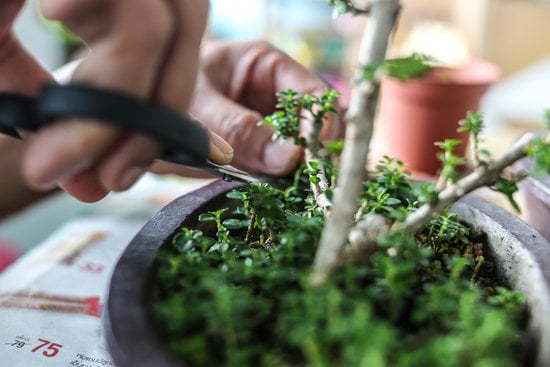 Come Trasformare Un Ulivo in Bonsai 1 passo dopo passo