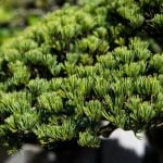 Quanto Vive Un Bonsai segreti e curiosità su questa pianta millenaria