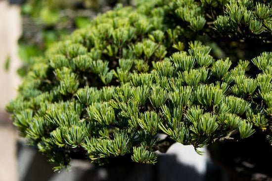 Quanto Vive Un Bonsai 1 segreti e curiosità su questa pianta millenaria
