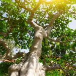 Scopri dove acquistare vasi per bonsai di alta qualità online o presso negozi specializzati