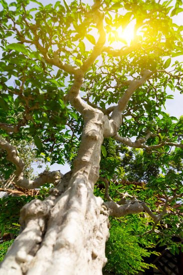 Dove Acquistare Vaso Per Bonsai 1 Scopri dove acquistare vasi per bonsai di alta qualità online o presso negozi specializzati