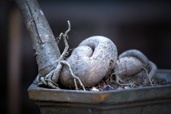 Come E Quando Potare Il Bonsai 1 Guida dettagliata sul come e quando potare il bonsai per mantenerlo sano e vigoroso