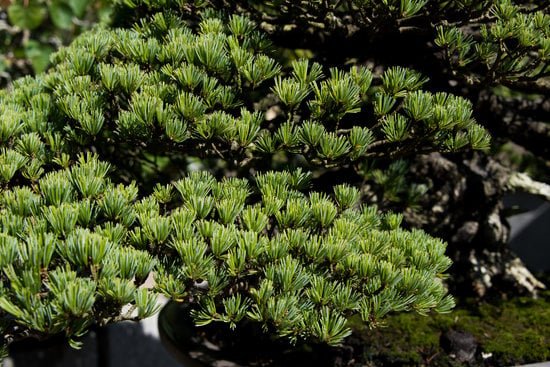 Quante Foglie Ha Una Pianta Di Bonsai 1 Scopri quantità foglie pianta bonsai