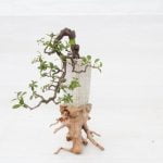 Trucchi su come far nascere muschio intorno ai bonsai