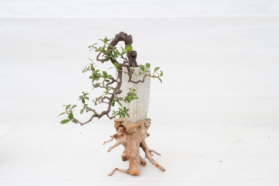 Come Far Nascere Muschio Intorno Bonsai 1 Trucchi su come far nascere muschio intorno ai bonsai