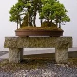 istruzioni dettagliate su come far crescere un bonsai da zero