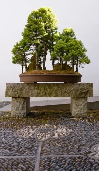 istruzioni dettagliate su come far crescere un bonsai da zero
