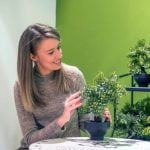 Quando Potare Acero Rosso Bonsai quando fare per mantenere la forma