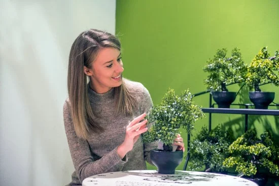 Segui le indicazioni specifiche per cura e potatura del Bonsai Ficus Microcarpa Ginseng