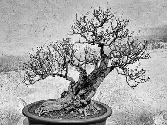 segreti e consigli per la salute del tuo albero speciale