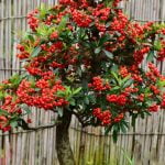 Come Effettuare Un Sabamiki Ad Un Bonsai Guida dettagliata su come eseguire un sabamiki sul bonsai per una migliore crescita