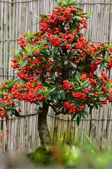 Come Effettuare Un Sabamiki Ad Un Bonsai 1 Guida dettagliata su come eseguire un sabamiki sul bonsai per una migliore crescita