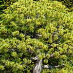 Come Si Taglia Alberi Bonsai Utilizza degli strumenti appositi per tagliare alberi bonsai in modo preciso e accurato