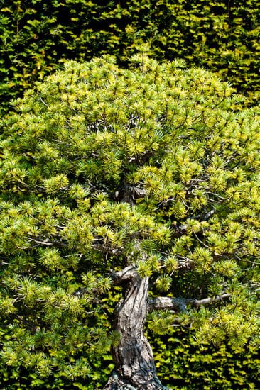Utilizza degli strumenti appositi per tagliare alberi bonsai in modo preciso e accurato