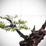 Come Si Fanno I Bonsai Segui la guida passo dopo passo su come si fanno i bonsai per un risultato perfetto