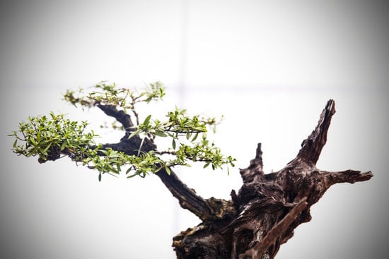 Come Si Fanno I Bonsai 1 Segui la guida passo dopo passo su come si fanno i bonsai per un risultato perfetto