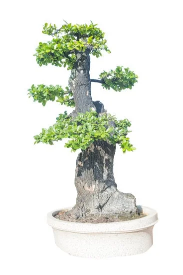 Scorri il web per scoprire dove acquistare un bonsai unico