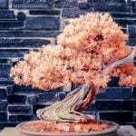 Guida pratica su come legare un piccolo bonsai per la crescita ottimale
