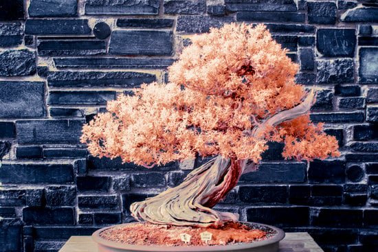 Guida pratica su come legare un piccolo bonsai per la crescita ottimale