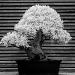 Quando Potatura Bonsai Bouganville consigli per una potatura efficace