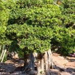 Scopri come curare un bonsai ficus con i nostri consigli esperti