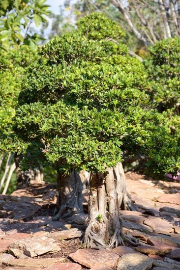 Come Curare Un Bonsai Ficus 1 Scopri come curare un bonsai ficus con i nostri consigli esperti