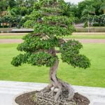 Quante Foglie Può Avere Un Bonsai Scopri quanti stili e varietà di foglie può avere un bonsai