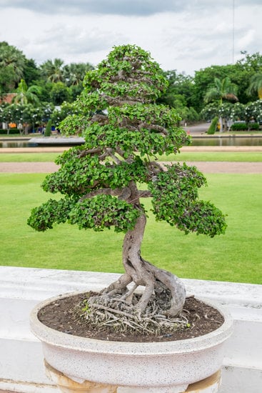 Scopri quanti stili e varietà di foglie può avere un bonsai