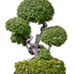 Come Si Rinvasa Un Bonsai Come si rinvasa un bonsai senza stressarlo