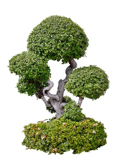 Come Si Rinvasa Un Bonsai 1 Come si rinvasa un bonsai senza stressarlo