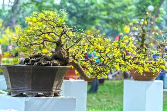 Guida pratica su come curare bonsai Ilex Crenata