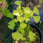 Come fare un bonsai di baobab con cura e attenzione