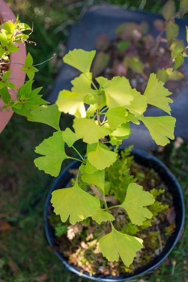 Come fare un bonsai di baobab con cura e attenzione