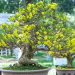 Come Piantare Un Bonsai Di Pino guida dettagliata per coltivare al meglio la tua pianta