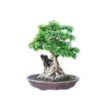 Come Si Pota Il Bonsai Ficus Guida passo passo su come si pota il bonsai ficus