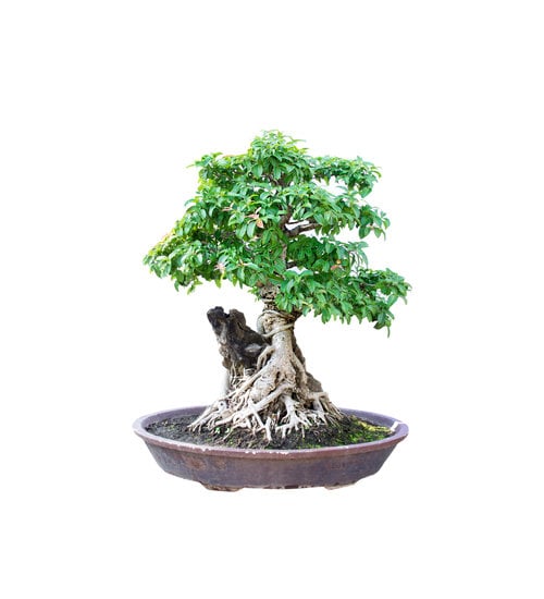 Come Si Pota Il Bonsai Ficus 1 Guida passo passo su come si pota il bonsai ficus