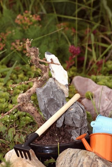 Guida pratica su come costruire un Bonsai Pond in 5 semplici passaggi
