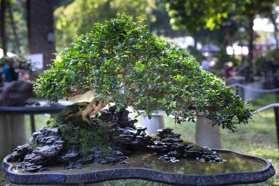 Come Si Fa a Vedere Se E' Morto Un Bonsai 1 segni di marciume, foglie appassite o radici scure