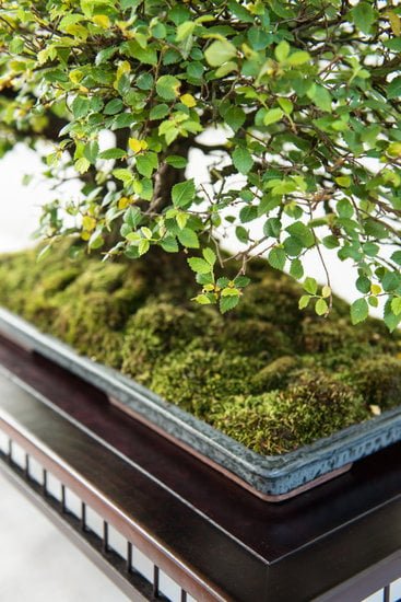 Come Si Pota Un Bonsai Olmo 1 segui i passaggi per una potatura accurata e curata