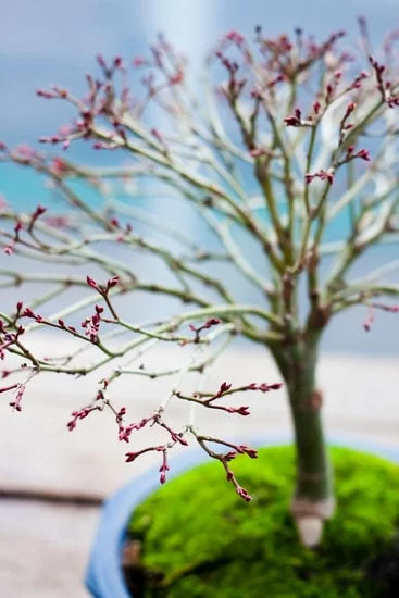 Scopri quanti tipi di bonsai e quante foglie possono avere