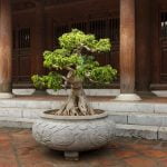 Guida dettagliata su come piantare un melo bonsai