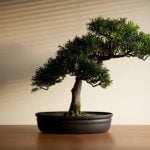 Cosa Si Intende Per Legno Morto Nel Bonsai cosa si intende per legno morto nel bonsai