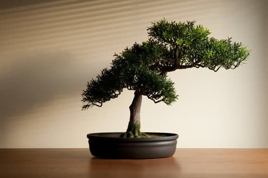 Cosa Si Intende Per Legno Morto Nel Bonsai 1 cosa si intende per legno morto nel bonsai