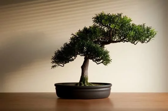 Cosa Si Intende Per Legno Morto Nel Bonsai 1 cosa si intende per legno morto nel bonsai