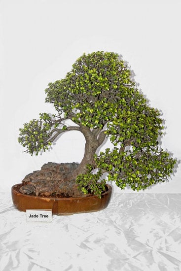 Come Fare Un Bonsai Mame 1 Segui questi passaggi per imparare come fare un bonsai mame con successo