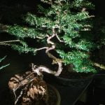 Guida passo passo su come fare bonsai acero giapponese in vaso