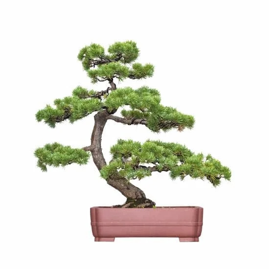 Quante Foglie Bonsai 1 Scopri quanti stili di foglie bonsai esistono