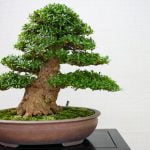 Quando Germoglia Un Olmo Bonsai guida alla cura e alla potatura